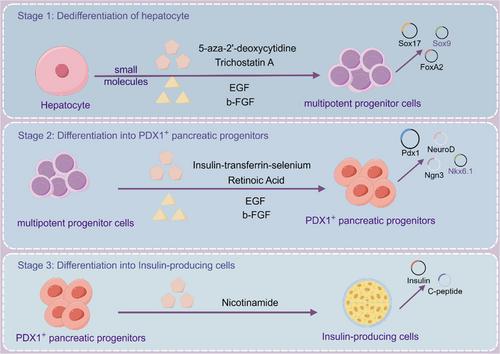 Traditional and emerging strategies using hepatocytes for pancreatic regenerative medicine