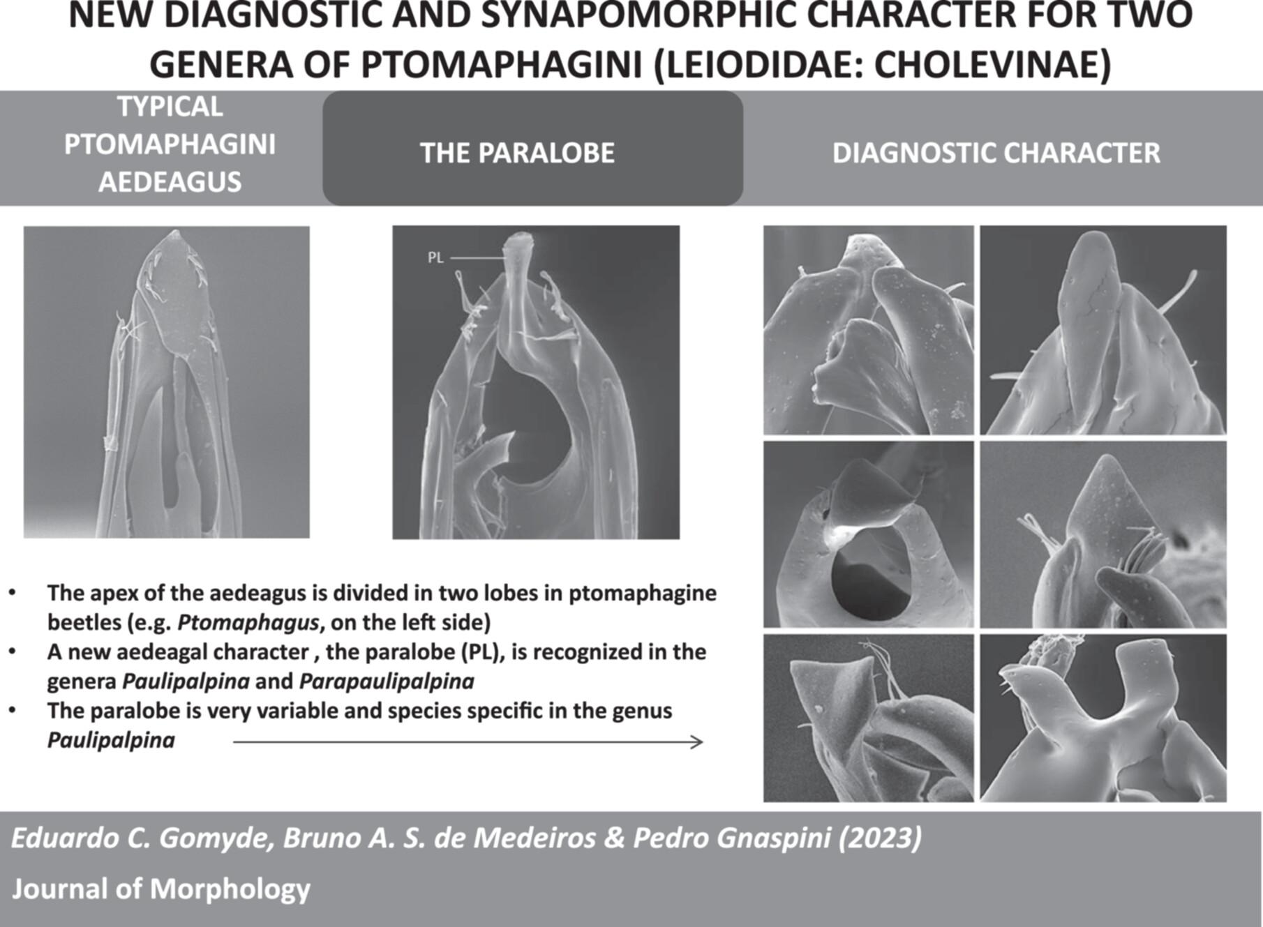 The paralobe: A new diagnostic and synapomorphic character for the genera Paulipalpina Gnaspini & Peck, 1996 and Parapaulipalpina Gnaspini, 1996 (Leiodidae: Cholevinae: Ptomaphagini)