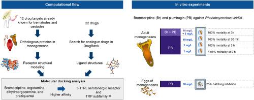 Evaluation of bromocriptine and plumbagin against the monogenean Rhabdosynochus viridisi: Computational drug repositioning and in vitro approaches