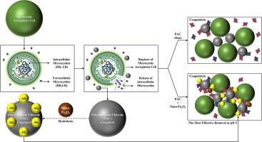 Release and removal of intracellular and extracellular microcystins (RR, LR) using nano-Fe3O4 particles as a coagulant aid for polyaluminum chloride (PAC)