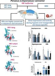 Two hexokinases of the shrimp Penaeus (Litopenaeus) vannamei are differentially expressed during oxygen limited conditions