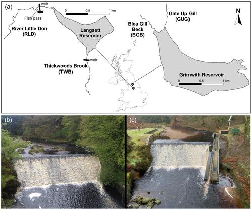 Genetic consequences of improved river connectivity in brown trout (Salmo trutta L.)