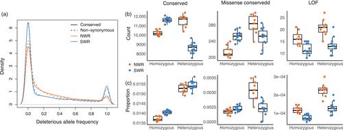 Genetic load and viability of a future restored northern white rhino population