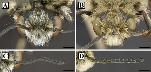 Insight on kleptoparasitic bee, Melecta chinensis (hymenoptera: Apidae), in the Republic of Korea: Morphology, biology and molecular characteristics