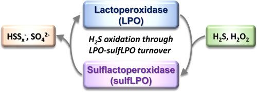 Lactoperoxidase catalytically oxidize hydrogen sulfide via intermediate formation of sulfheme derivatives