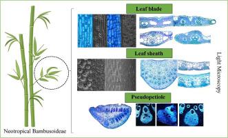 Anatomy of leaf blade, leaf sheath and pseudopetiole in Neotropical Bambusoideae (Poaceae): Insights into structure and taxonomic contributions