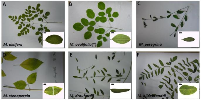 Monitoring Indian “Superfood” Moringa oleifera Lam. – species-specific PCR-fingerprint-based authentication for more consumer safety