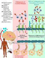 Review on cerebral malaria—Pathogenesis and role of EphA2 receptor in maintaining blood brain barrier integrity