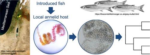 Exotic myxozoan parasites establish complex life cycles in farm pond aquaculture