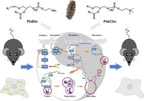 Sea cucumber plasmalogen enhance lipophagy to alleviate abnormal lipid accumulation induced by high-fat diet