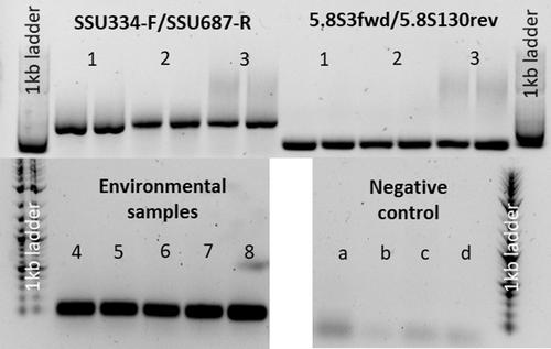 Quantification of the dark fungal taxon Cryptomycota using qPCR