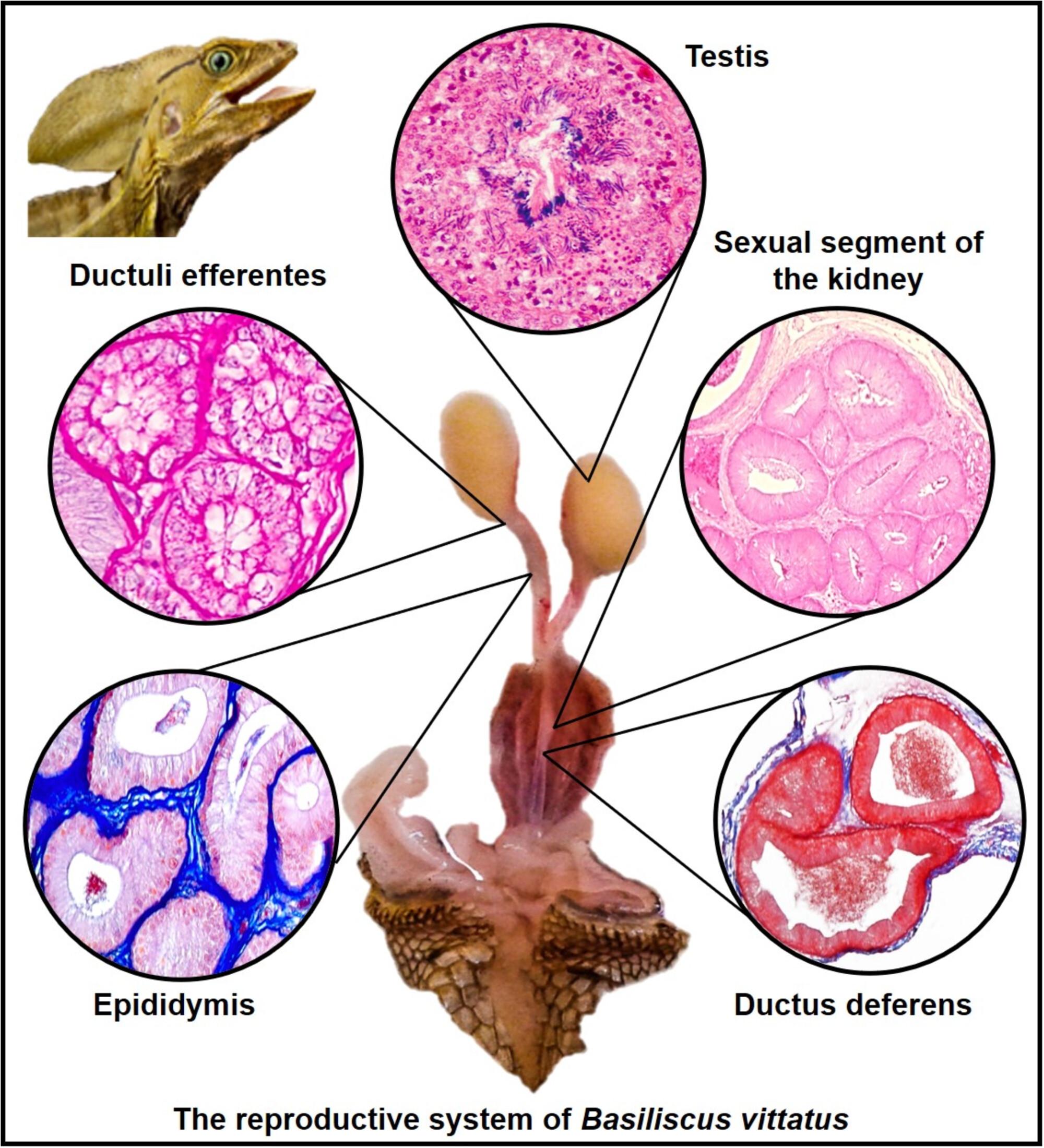 The male reproductive cycle of the brown basilisk Basiliscus vittatus (Squamata: Corytophanidae) from Tabasco, Southern Mexico