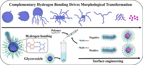 Morphological Transformation and Surface Engineering of Glycovesicles Driven by Bioinspired Hydrogen Bonds of Nucleobases