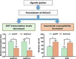 Knockdown of the cap ‘n’ collar isoform C gene increases the susceptibility of Agrotis ipsilon to chlorantraniliprole and phoxim