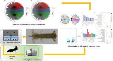 Comparative transcriptomics revealed the ecological trap effect of linearly polarized light on Oratosquilla oratoria