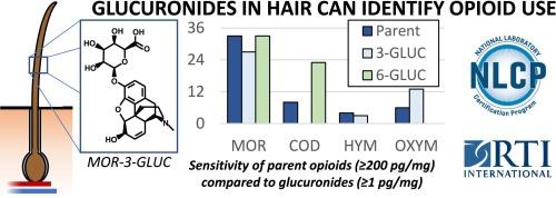 Prevalence of opioid glucuronides in human hair