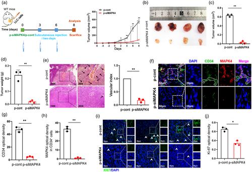 MAPK4 facilitates angiogenesis by inhibiting the ERK pathway in non-small cell lung cancer