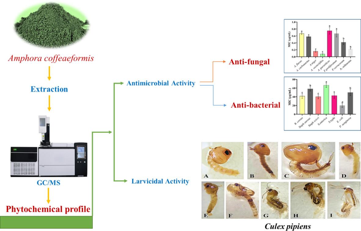 Assessment of the chemical profile and potential biocontrol of Amphora coffeaeformis against foodborne pathogens and Culex pipiens L. to ensure food safety