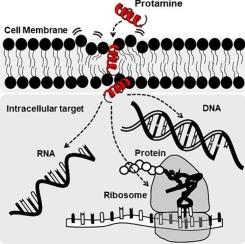 “Rich arginine and strong positive charge” antimicrobial protein protamine: From its action on cell membranes to inhibition of bacterial vital functions