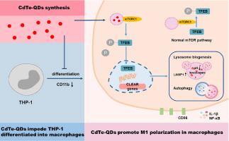 Low-dose cadmium telluride quantum dots trigger M1 polarization in macrophages through mTOR-mediated transcription factor EB activation