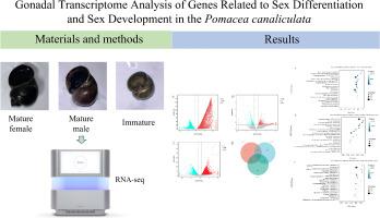 Gonadal transcriptome analysis of genes related to sex differentiation and sex development in the Pomacea canaliculata