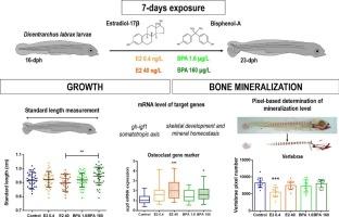 Estradiol-17β and bisphenol A affect growth and mineralization in early life stages of seabass