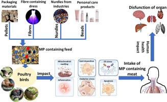 Impact of microplastic intake via poultry products: Environmental toxicity and human health