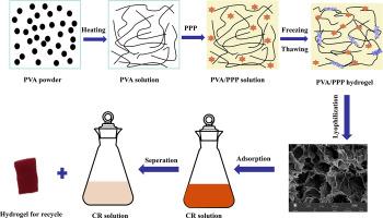 Preparation of polyvinyl alcohol hydrogel modified with environment-friendly pomegranate peel polyphenols: An efficient and regenerative adsorbent for Congo red adsorption