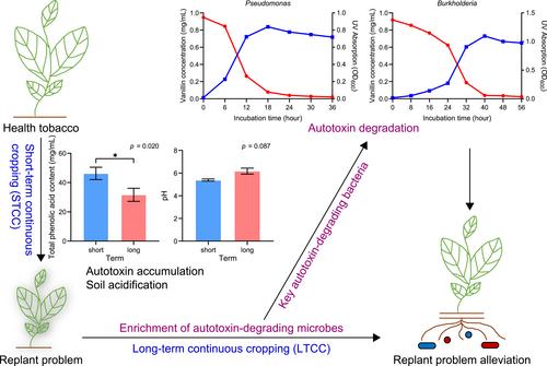 Microbiome-mediated alleviation of tobacco replant problem via autotoxin degradation after long-term continuous cropping