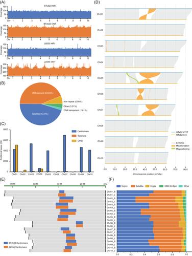 Complete telomere-to-telomere assemblies of two sorghum genomes to guide biological discovery