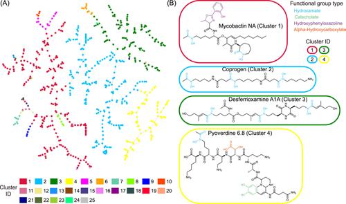 SIDERITE: Unveiling hidden siderophore diversity in the chemical space through digital exploration