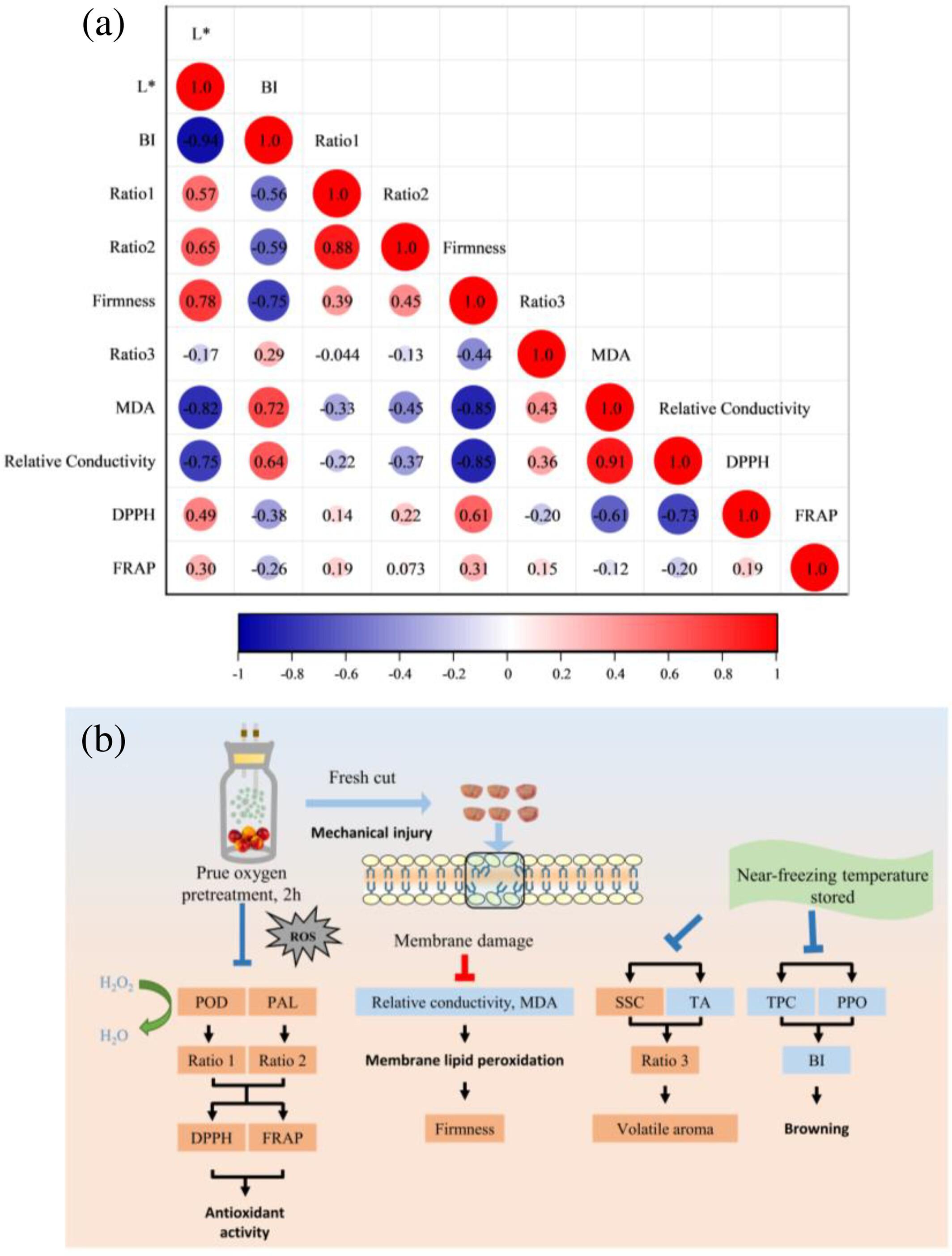 Combination of pure oxygen pretreatment and near-freezing temperature storage inhibits browning, maintains antioxidant and physicochemical quality of fresh-cut nectarines