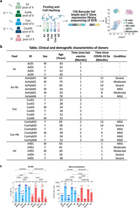 Comparative single-cell transcriptomic profile of hybrid immunity induced by adenovirus vector-based COVID-19 vaccines