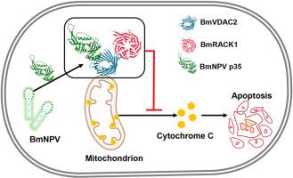 BmNPV p35 regulates apoptosis in Bombyx mori via a novel target of interaction with the BmVDAC2-BmRACK1 complex