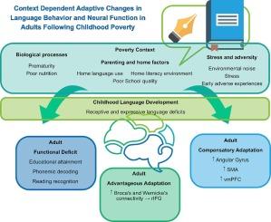 Language processing following childhood poverty: Evidence for disrupted neural networks