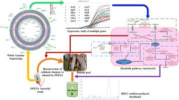 Deciphering the lignocellulolytic metabolism and bioethanol production pathway of Klebsiella sp. SWET4 by whole genome and gene expression analyses