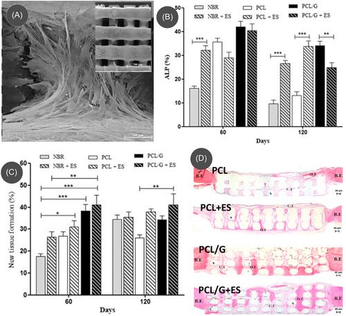 Carbon nanomaterials-based electrically conductive scaffolds for tissue engineering applications