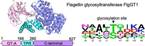 In Vitro Characterization of an O-Specific Glycosyltransferase Involved in Flagellin Glycosylation