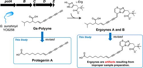 Disproof of the Structures and Biosynthesis of Ergoynes, Gs-Polyyne–l-Ergothioneine Cycloadducts from Gynuella sunshinyii YC6258