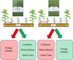 Precision planting effect on winter rye yield and quality for biofuel and forage production