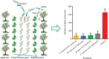 Combination of functional plants conserves predators, repels pests, and enhances biological control of Aphis spiraecola in apple orchards