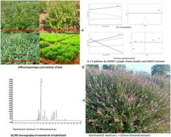 Stability pattern and simultaneous selection for the stable essential oil-yielding genotypes of basil