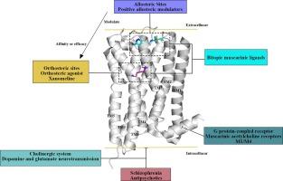 M1/M4 receptors as potential therapeutic treatments for schizophrenia: A comprehensive study