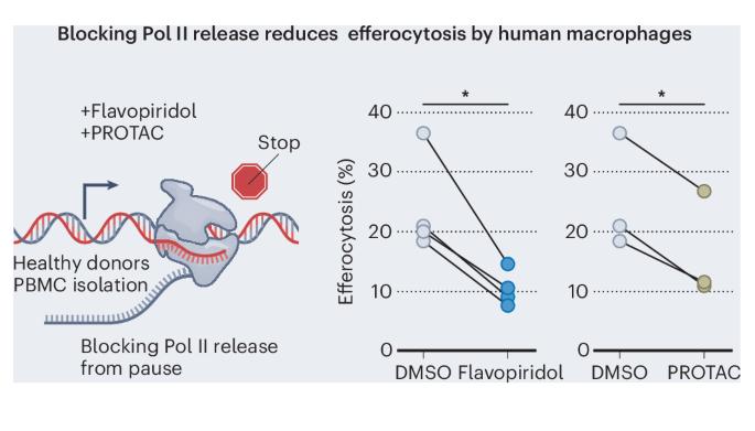 Macrophages need to release the proximal brake to degrade cellular corpses