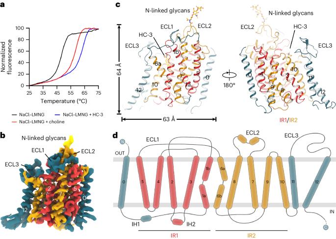 Transport mechanism of presynaptic high-affinity choline uptake by CHT1