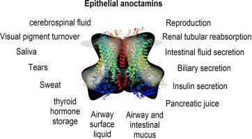 The anoctamins: Structure and function