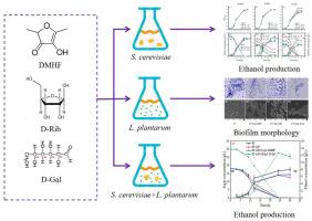 Effects of AI-2 quorum sensing inhibitors on mitigating bacterial contamination in bioethanol production