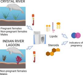 Lipidomics and plasma hormone analysis differentiate reproductive and pregnancy statuses in Florida manatees (Trichechus manatus latirostris)