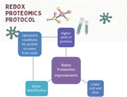 Redox proteomics in melanoma cells: An optimized protocol