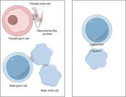 Exploration of cell-cell interactions and the notch signaling pathway in the gonadal niche of Crassostrea gigas